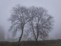 Zwei kahle Bäume an Erdwall